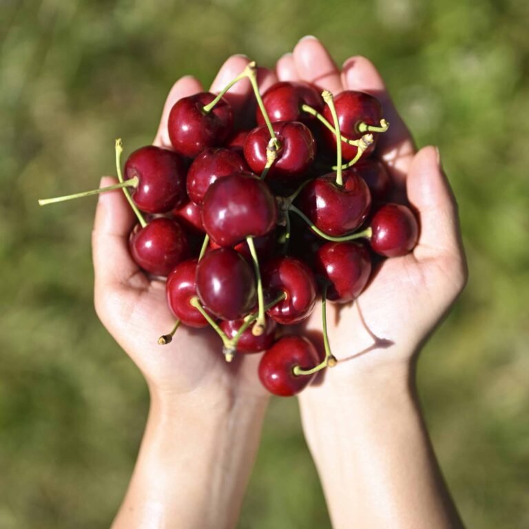 cherry picking melbourne CherryHill Orchards 1 rotated 1 scaled e1713070174675
